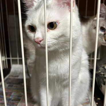 ゲージに押し込められていた子