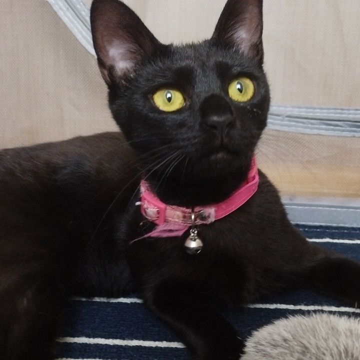 いのちつないだ！