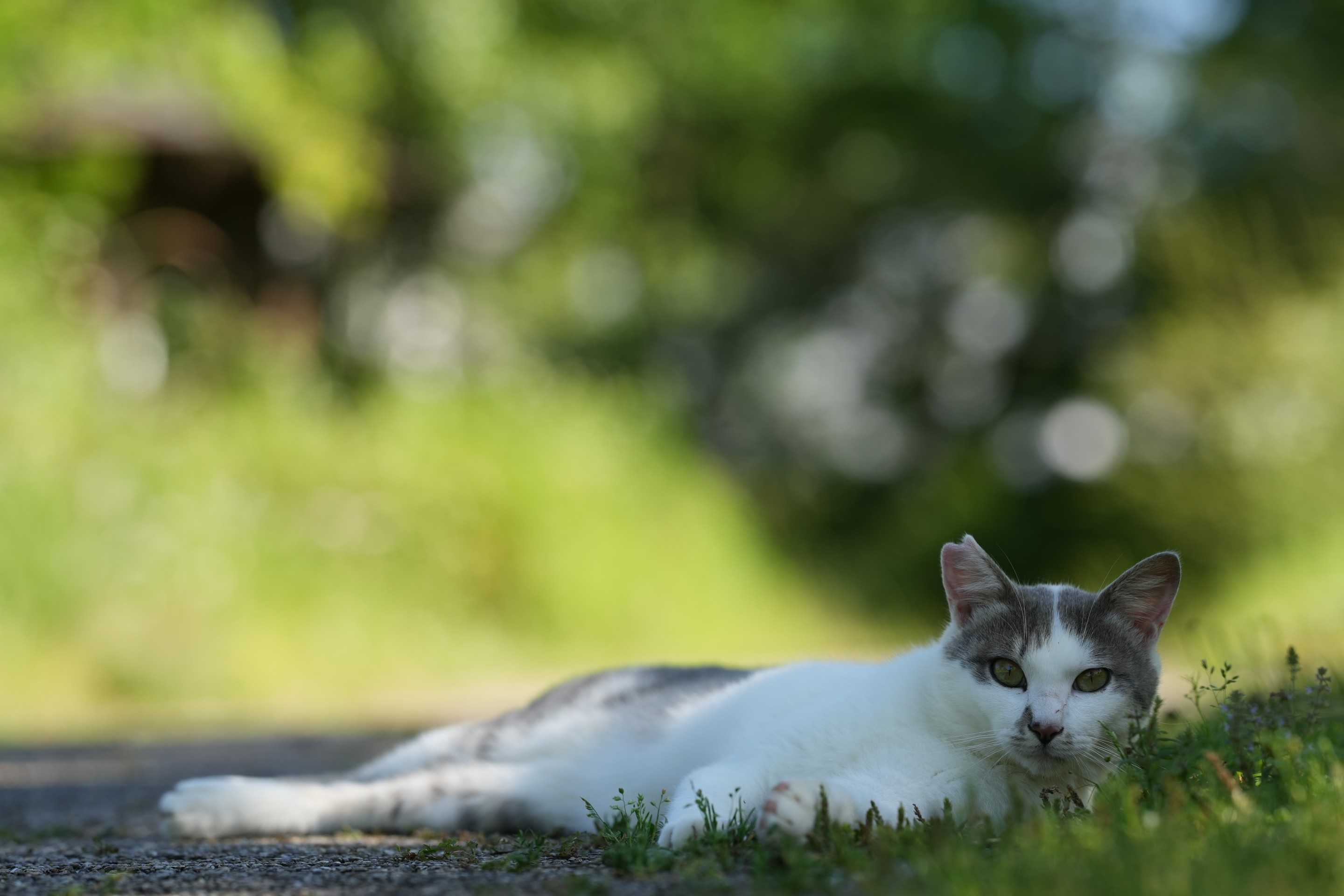 さくらねこデビュー
