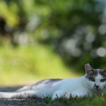 さくらねこデビュー