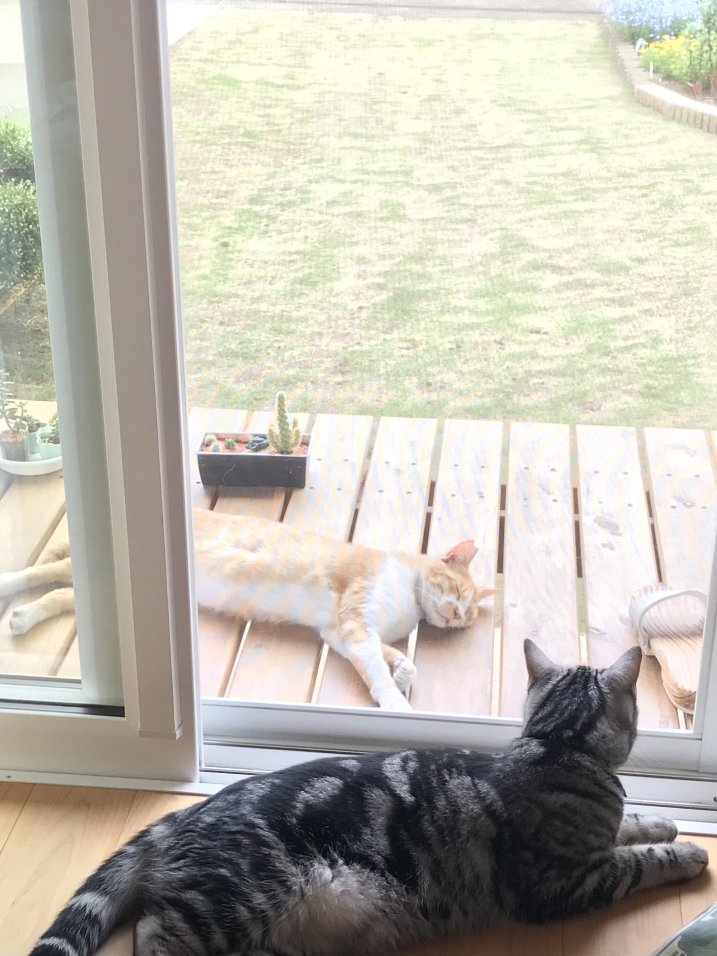 ボクもずっとのお家、ここがいい！