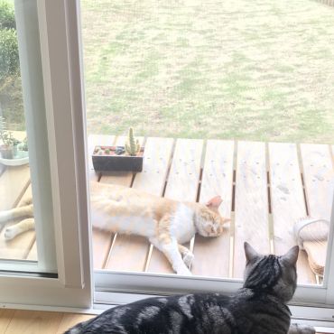 ボクもずっとのお家、ここがいい！
