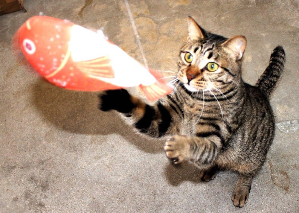 食べて見鯛！美味しそう！