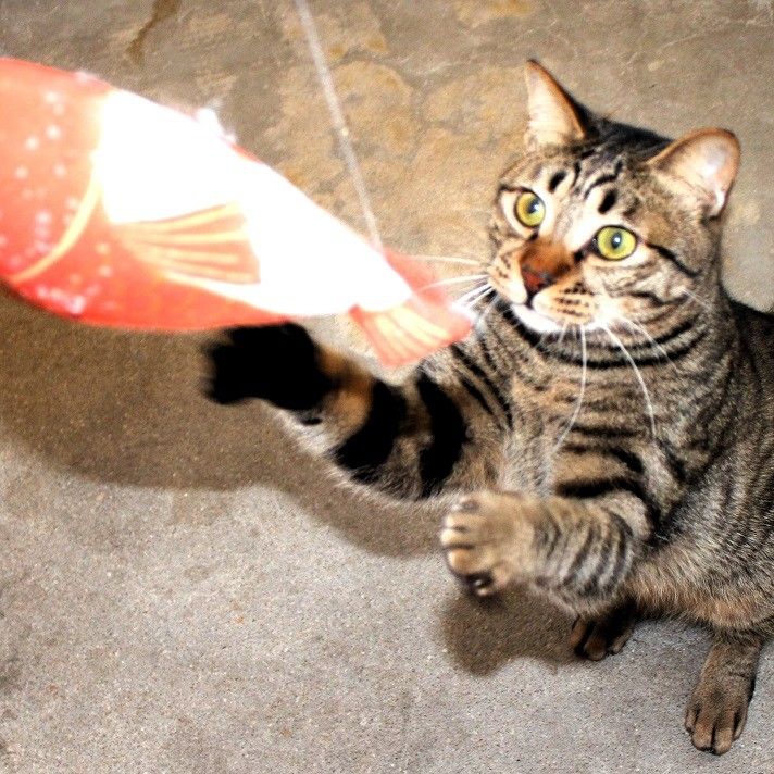 食べて見鯛！美味しそう！