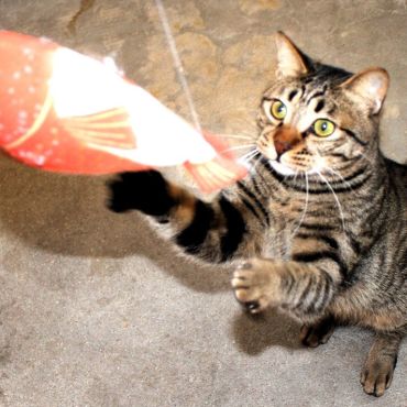 食べて見鯛！美味しそう！