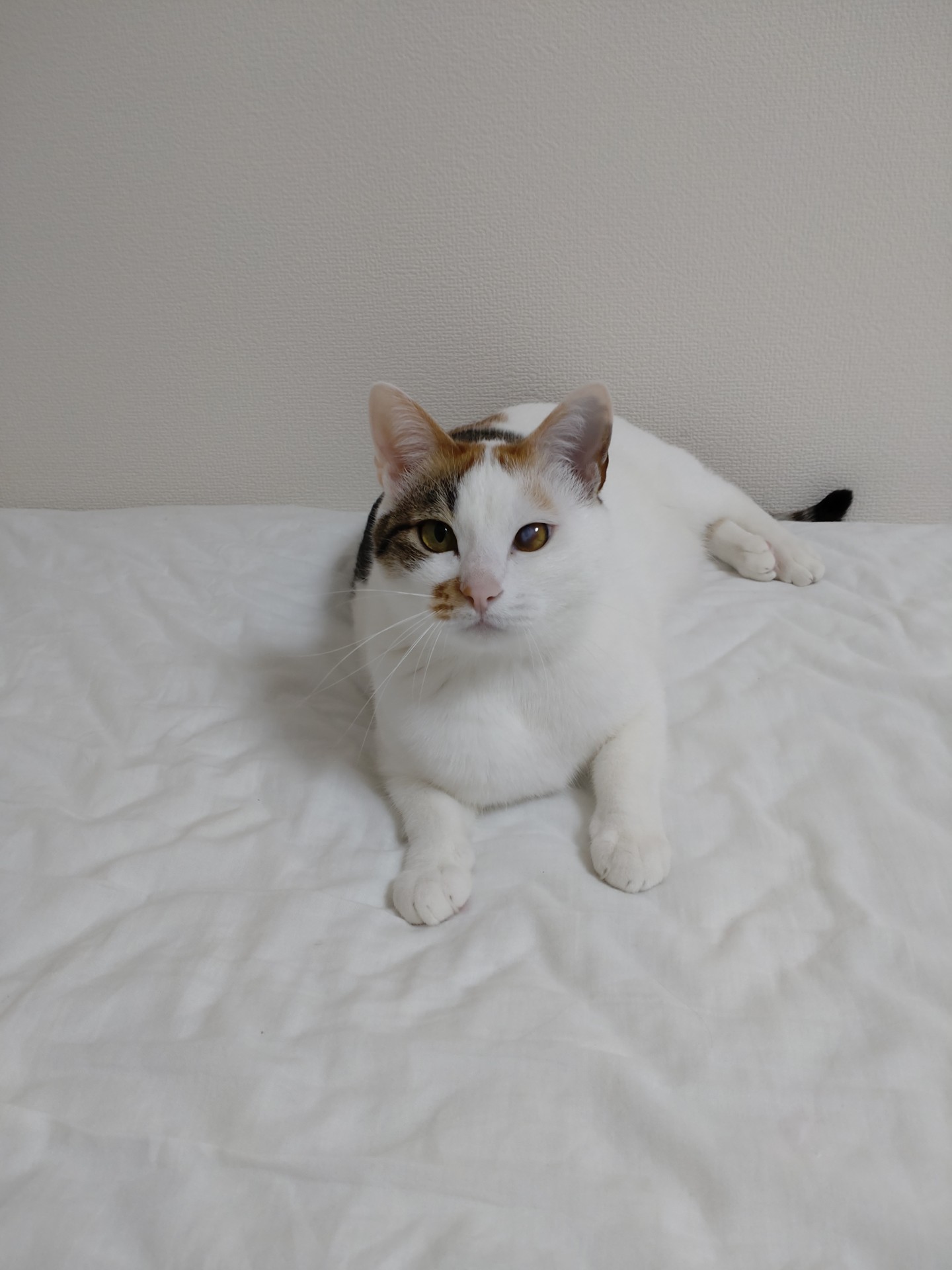 おすまし顔にて