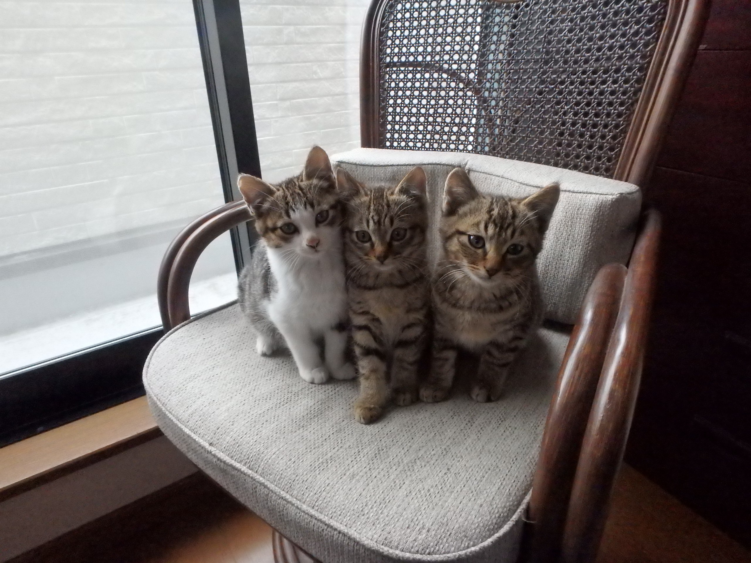 仲良し保護猫３兄妹