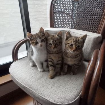 仲良し保護猫３兄妹