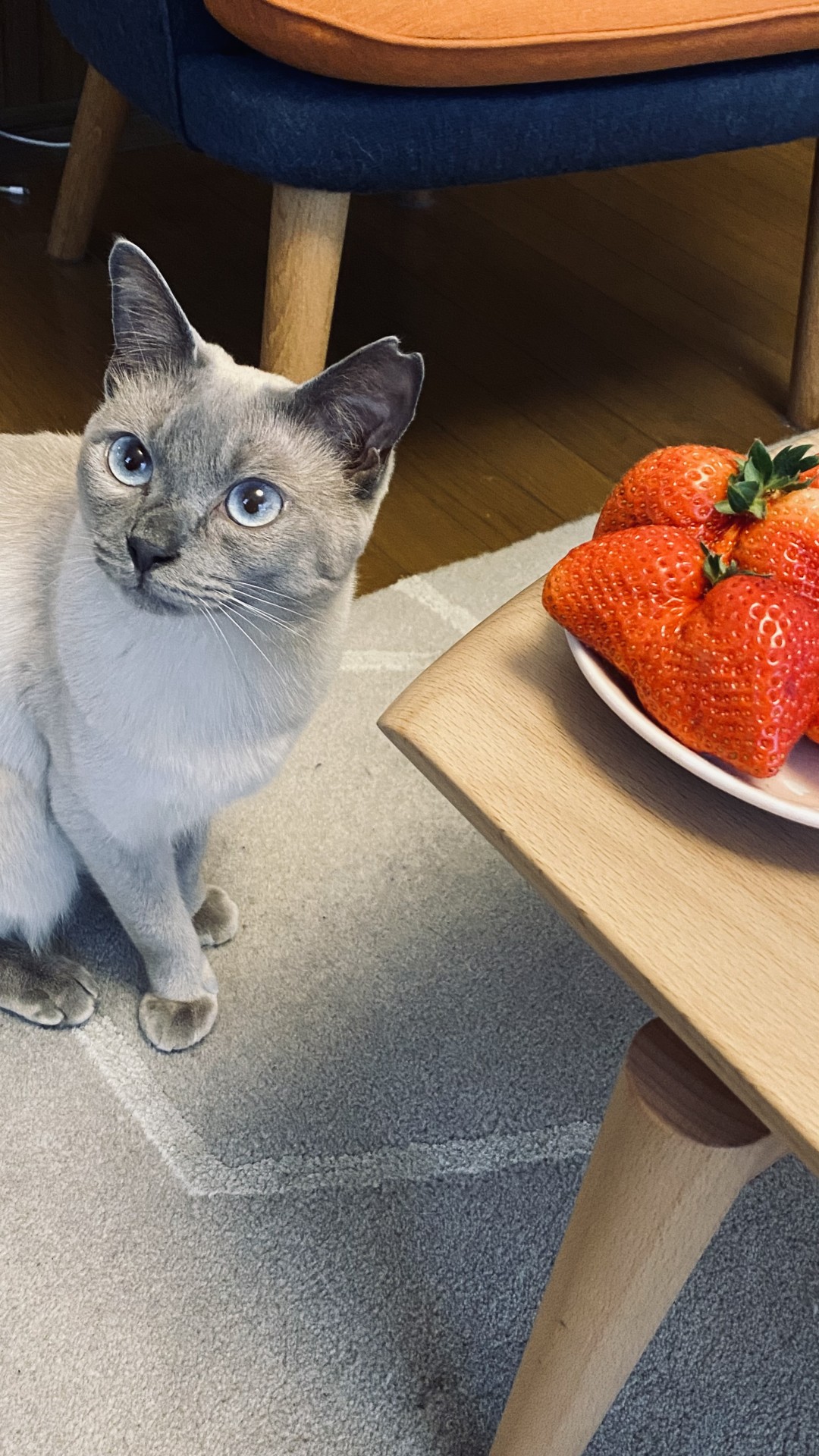 いちごとさくらねこ