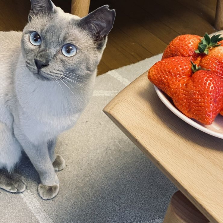 いちごとさくらねこ