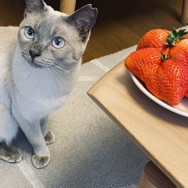 いちごとさくらねこ