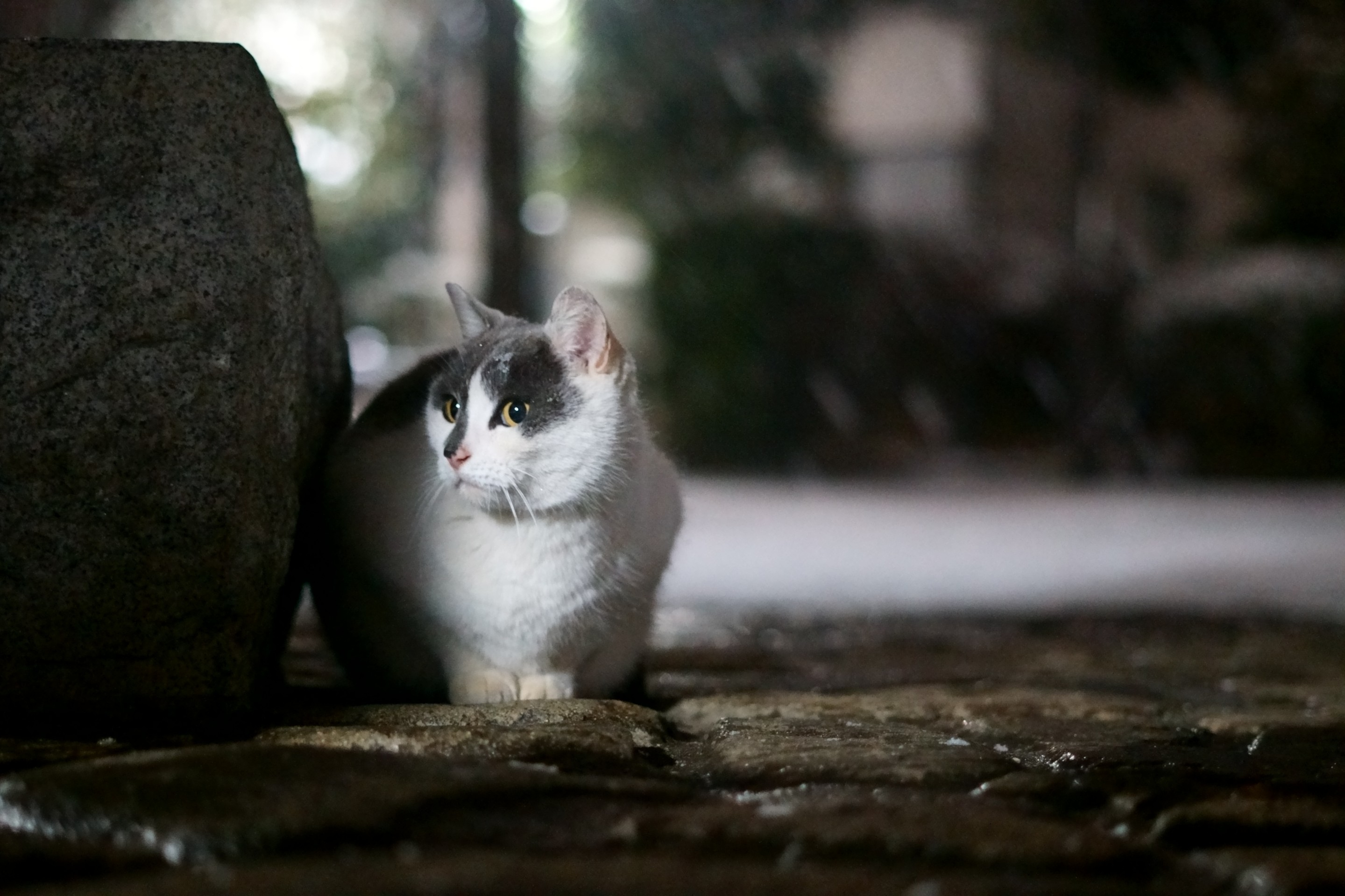 雪の夜も耐えるが野良の生きる道