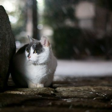 雪の夜も耐えるが野良の生きる道