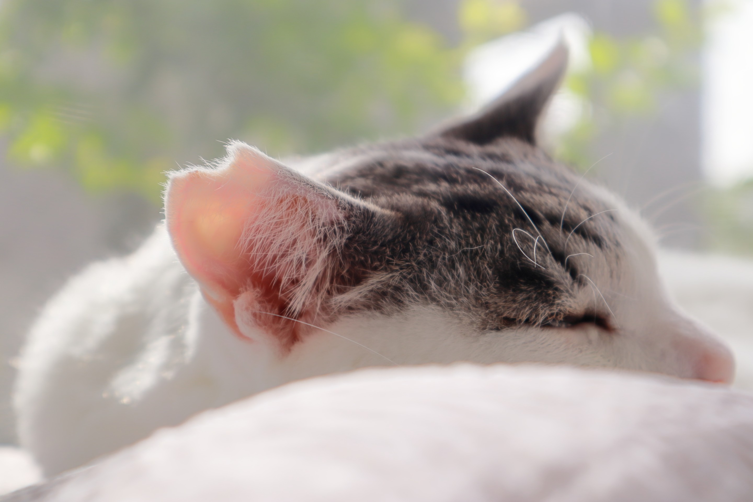 ひまねこ