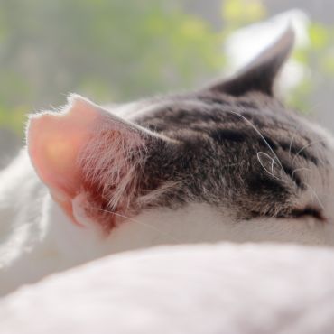 ひまねこ