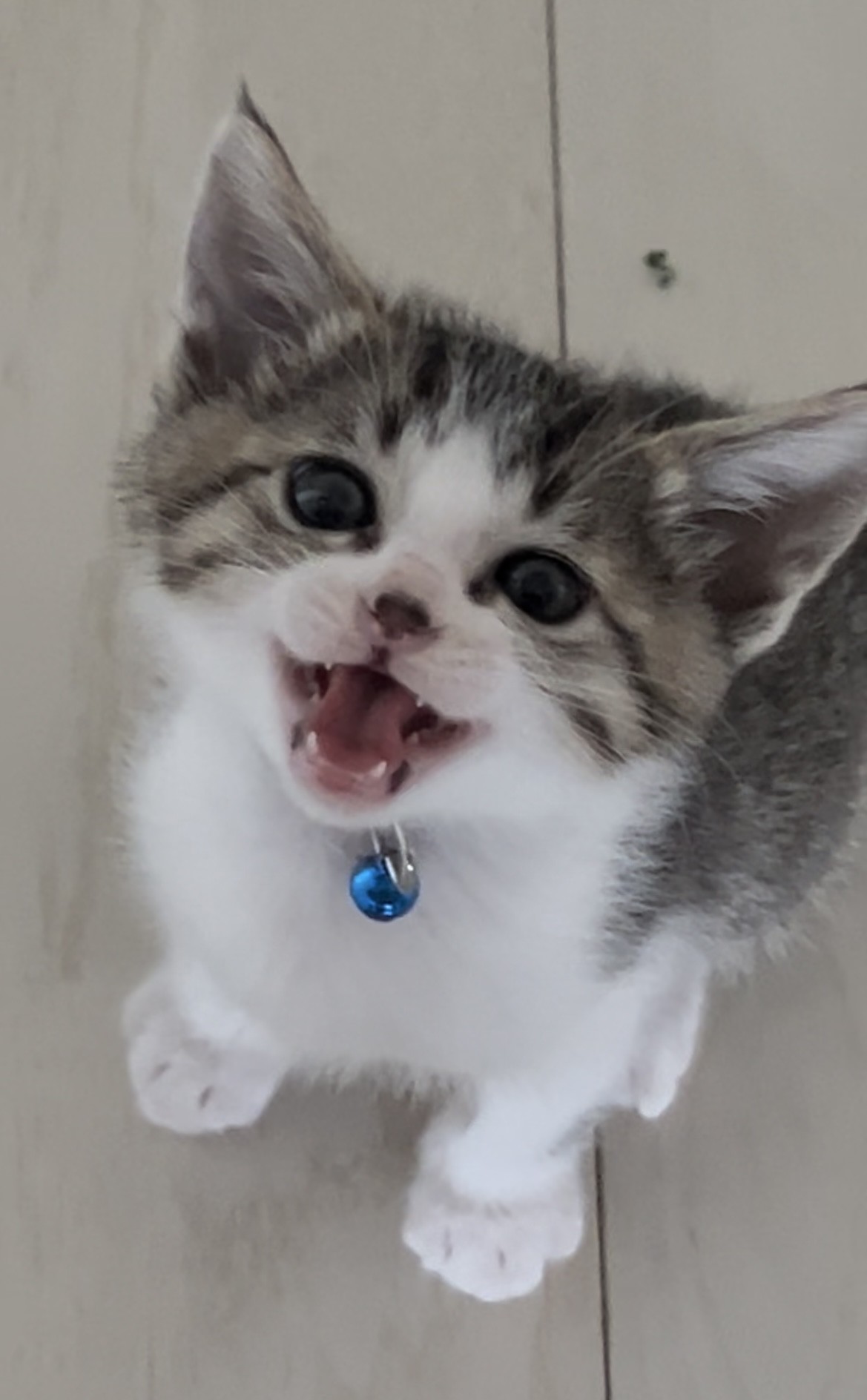 ママお腹すいたニャ〜