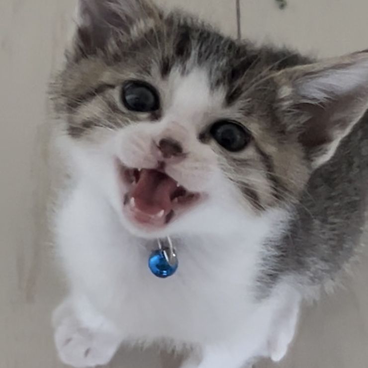 ママお腹すいたニャ〜