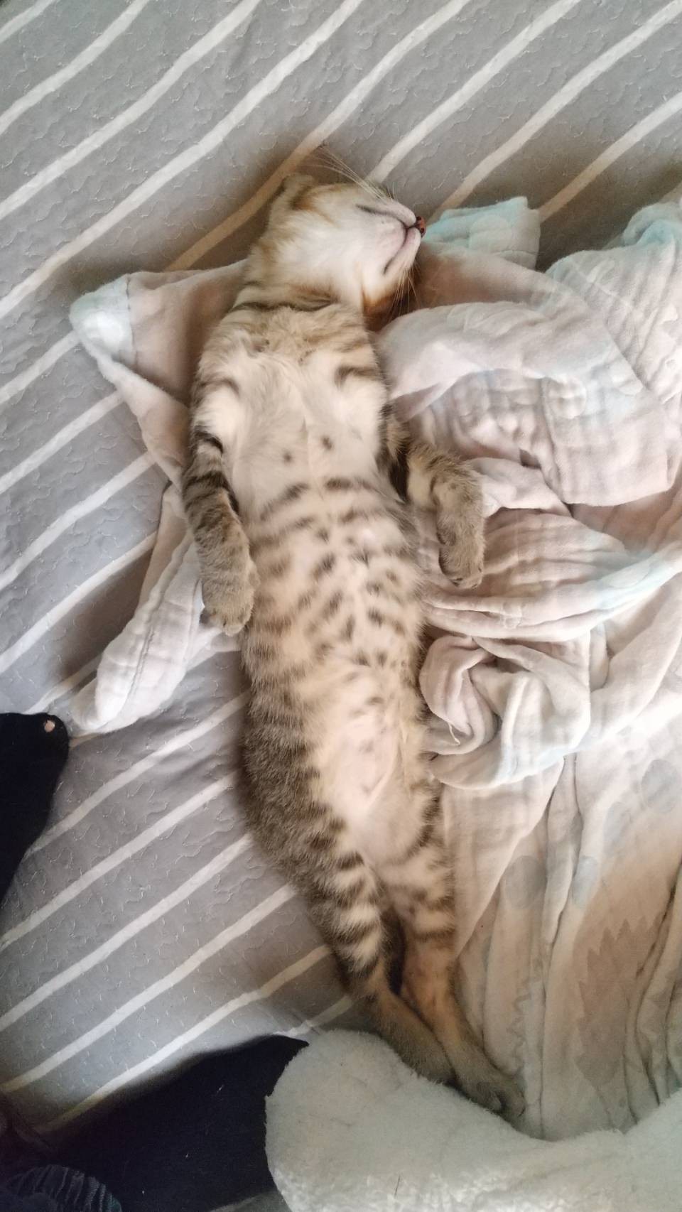 脱力にゃんこ