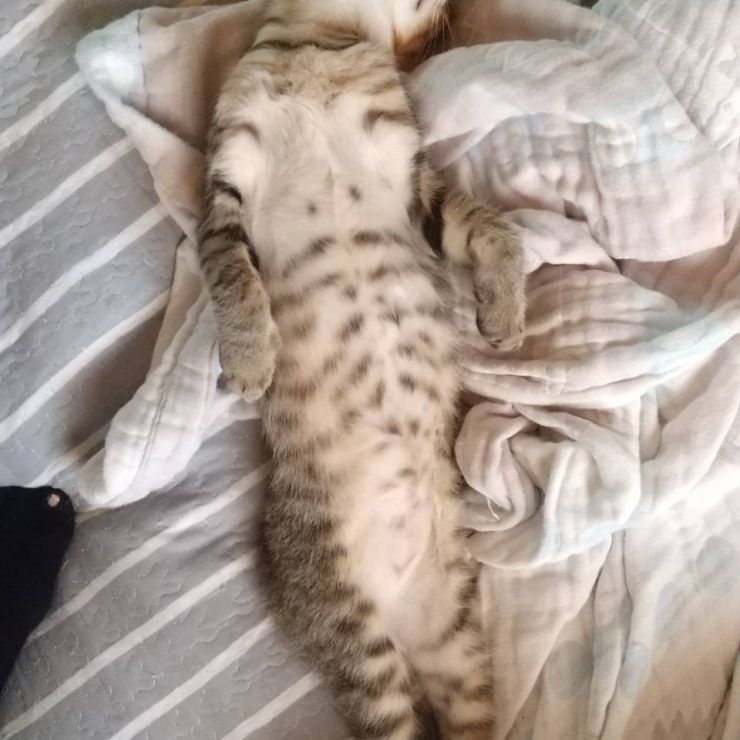 脱力にゃんこ