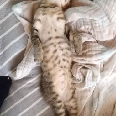 脱力にゃんこ