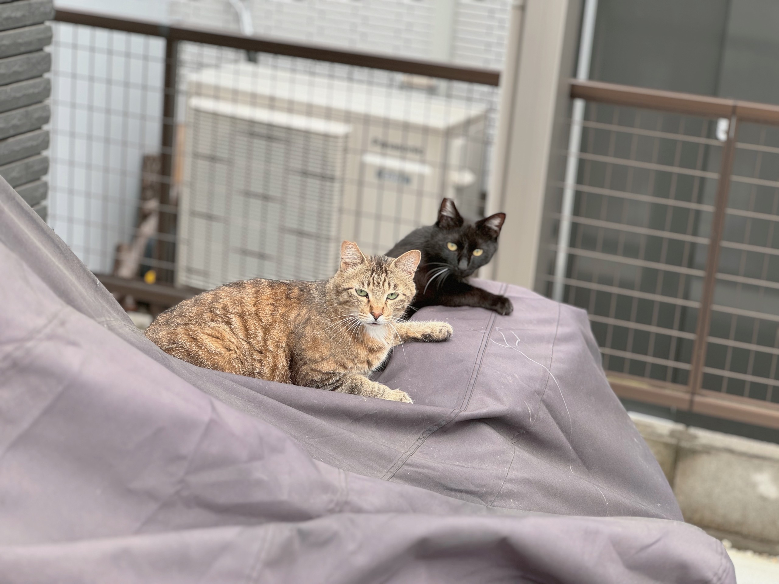 バイクに2ケツ