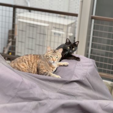 バイクに2ケツ