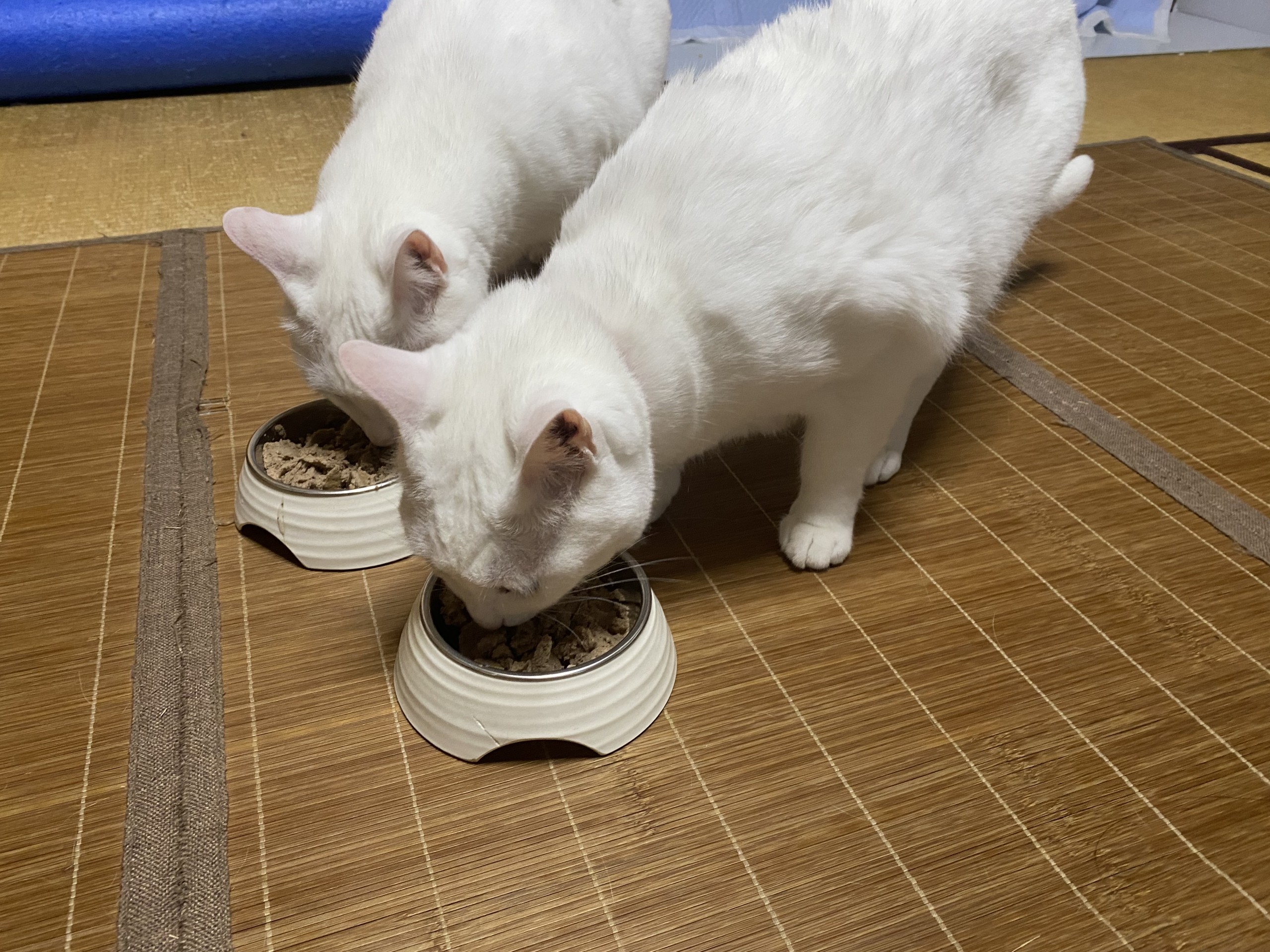 元気もりもり！