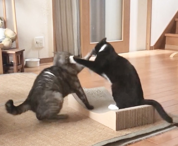 お互いの顔にクリーンヒット！
