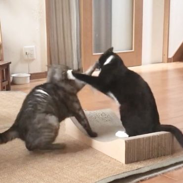 お互いの顔にクリーンヒット！