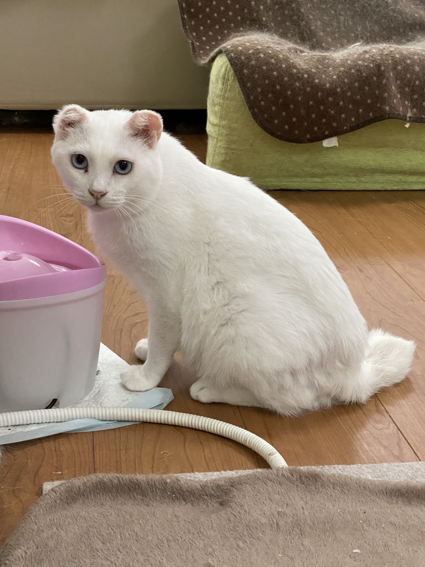 耳は重要じゃない