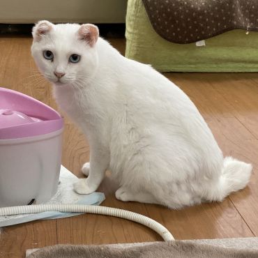 耳は重要じゃない