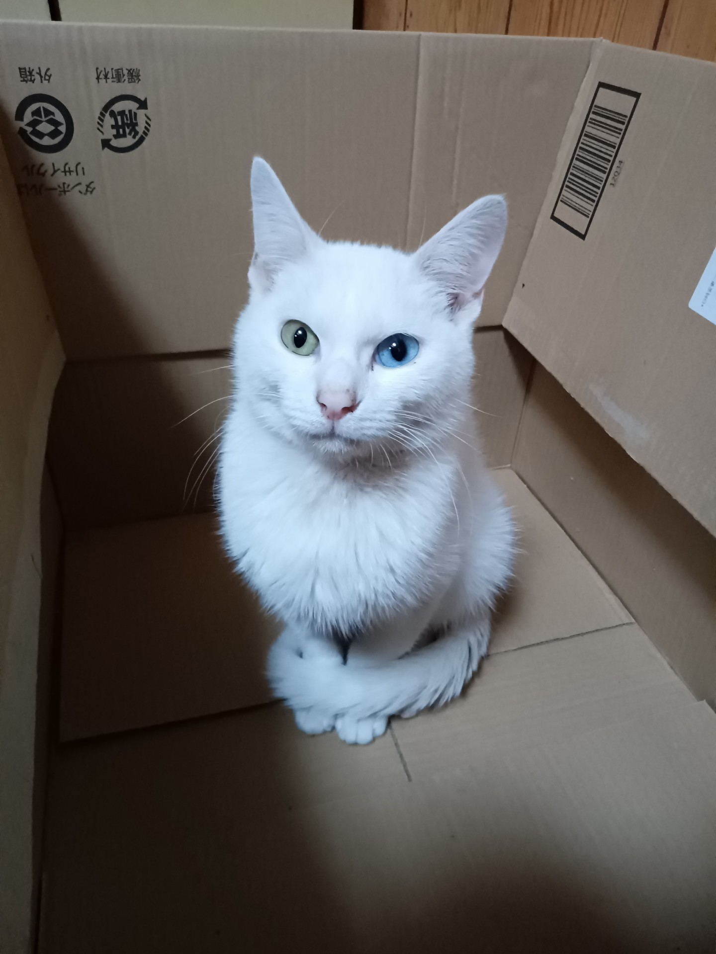 オッドアイにゃんこ