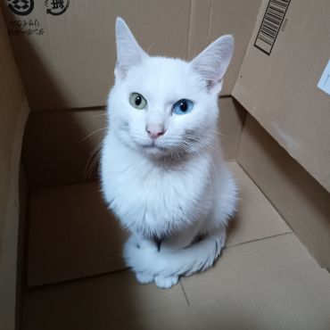 オッドアイにゃんこ