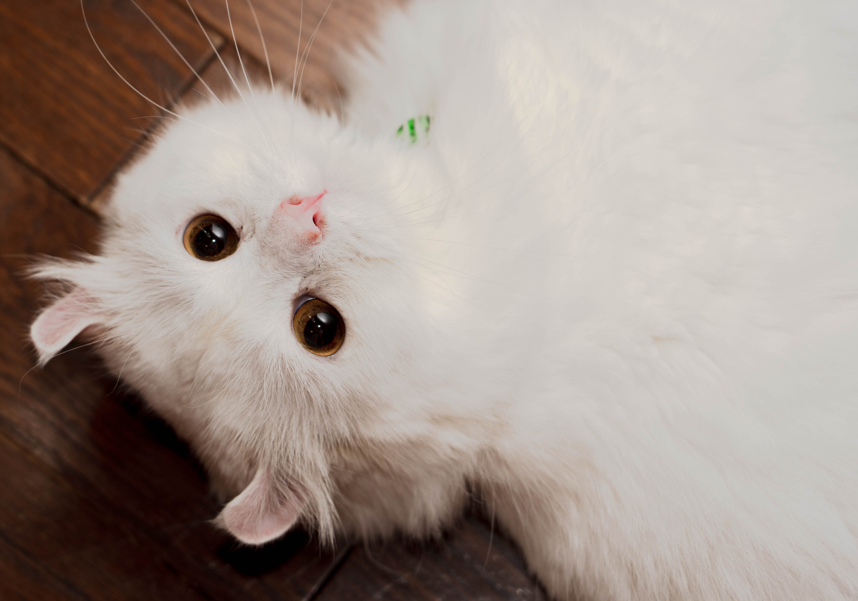 振り向き美人