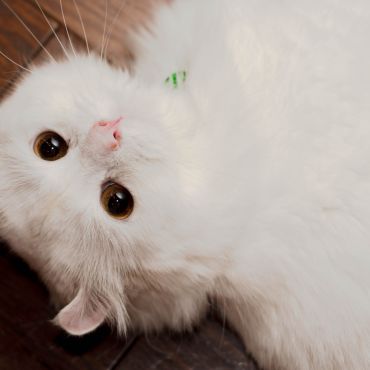 振り向き美人