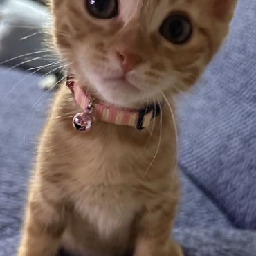 ボク可愛いでしょ