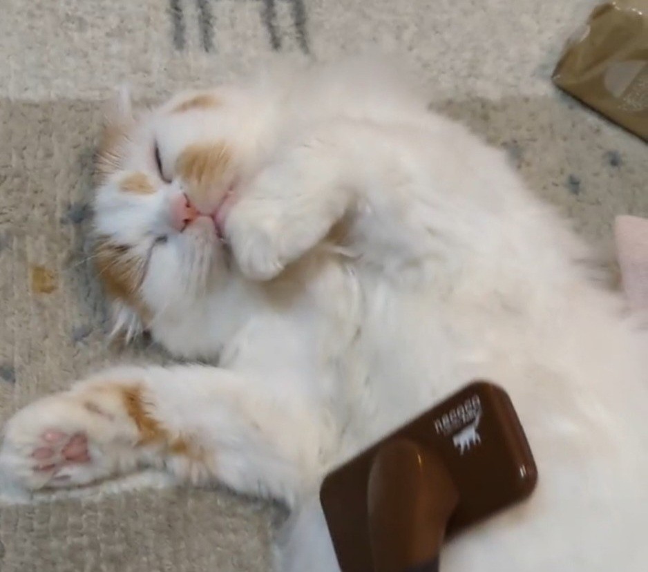 猫も人間も幸せに