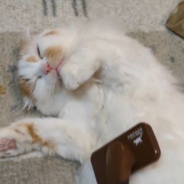 猫も人間も幸せに