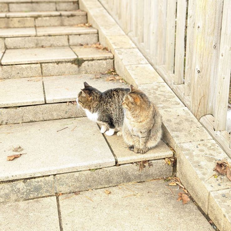 さくら耳ねこ