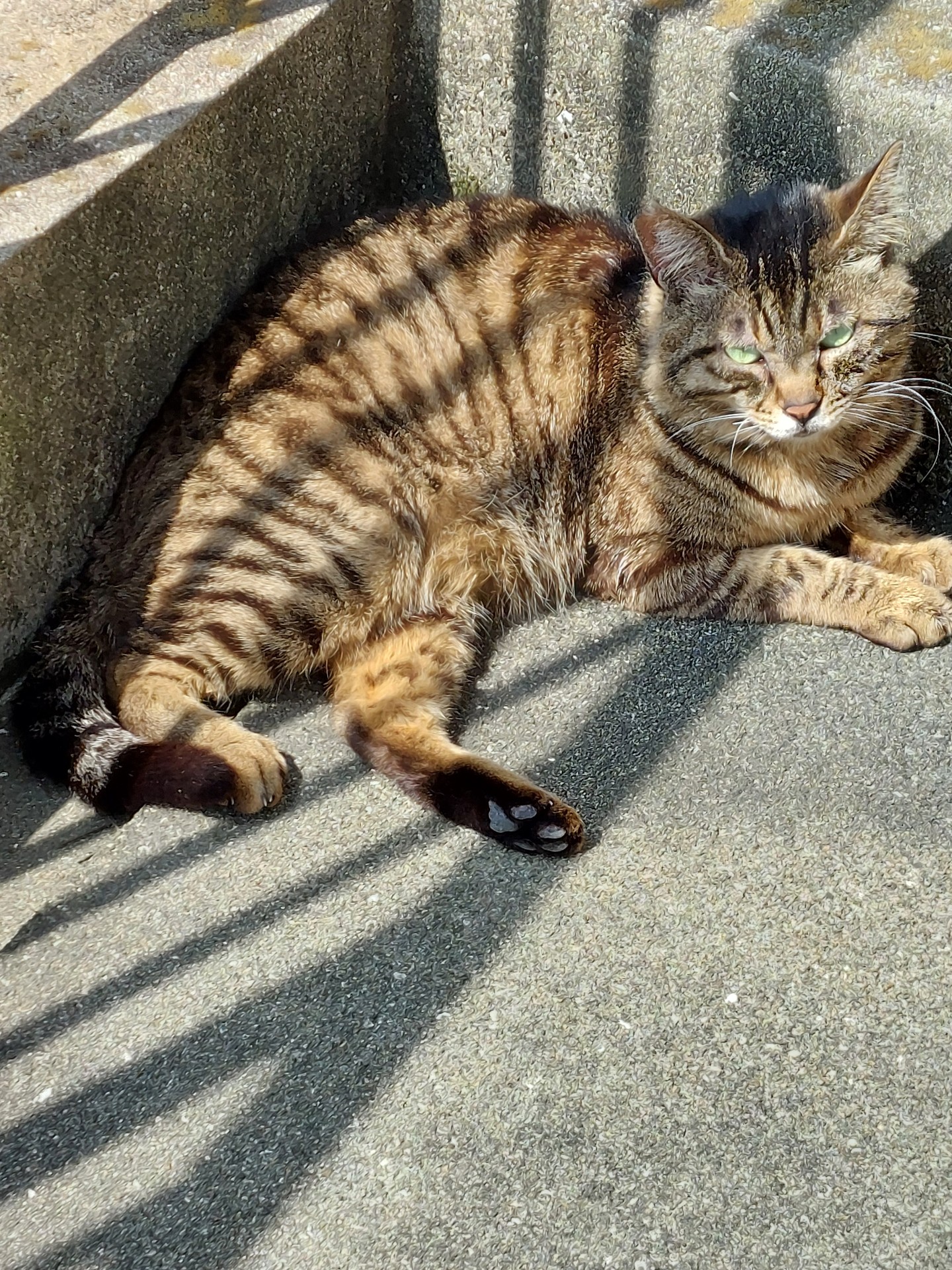 ここ涼しいにゃん