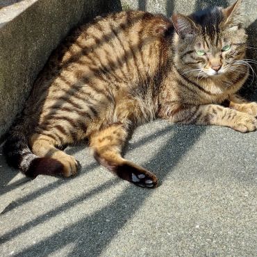ここ涼しいにゃん