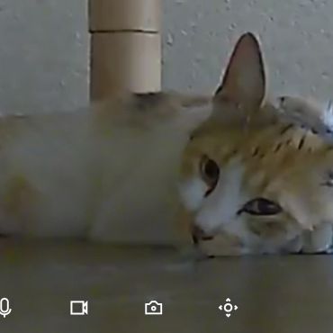 家猫修行免許皆伝　ゆず