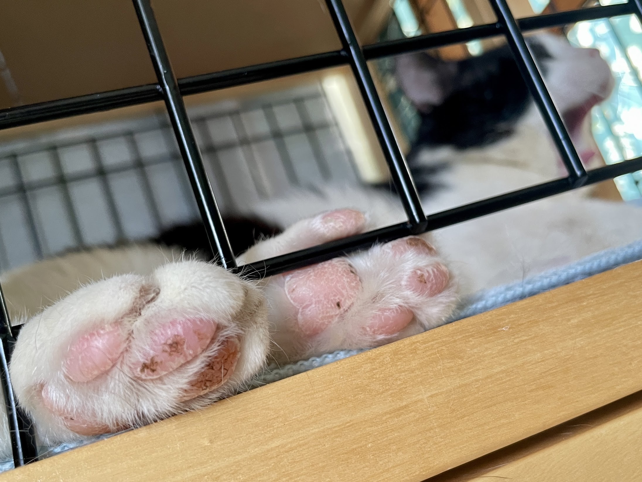 野良ちゃんの肉球が柔らかくなりますように