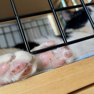 野良ちゃんの肉球が柔らかくなりますように