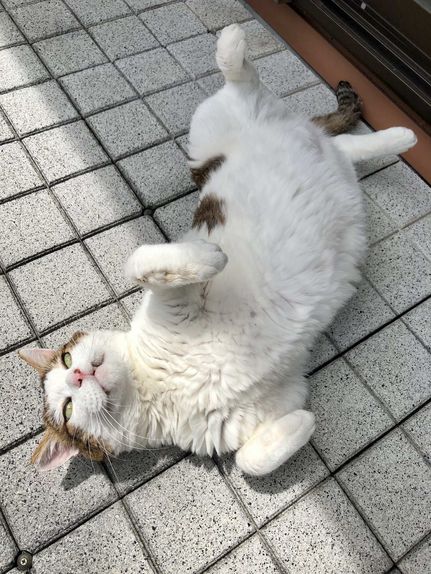 日向ぼっこ気持ちいいにゃー！
