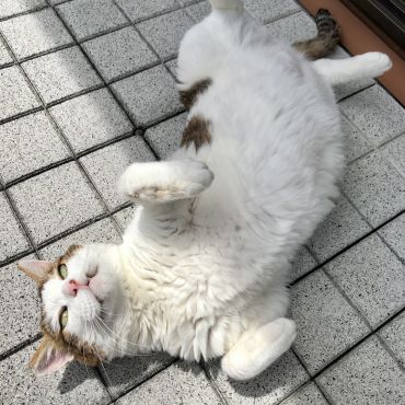 日向ぼっこ気持ちいいにゃー！