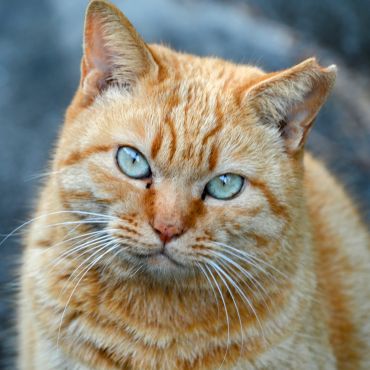 吾輩はねこであるぞ！