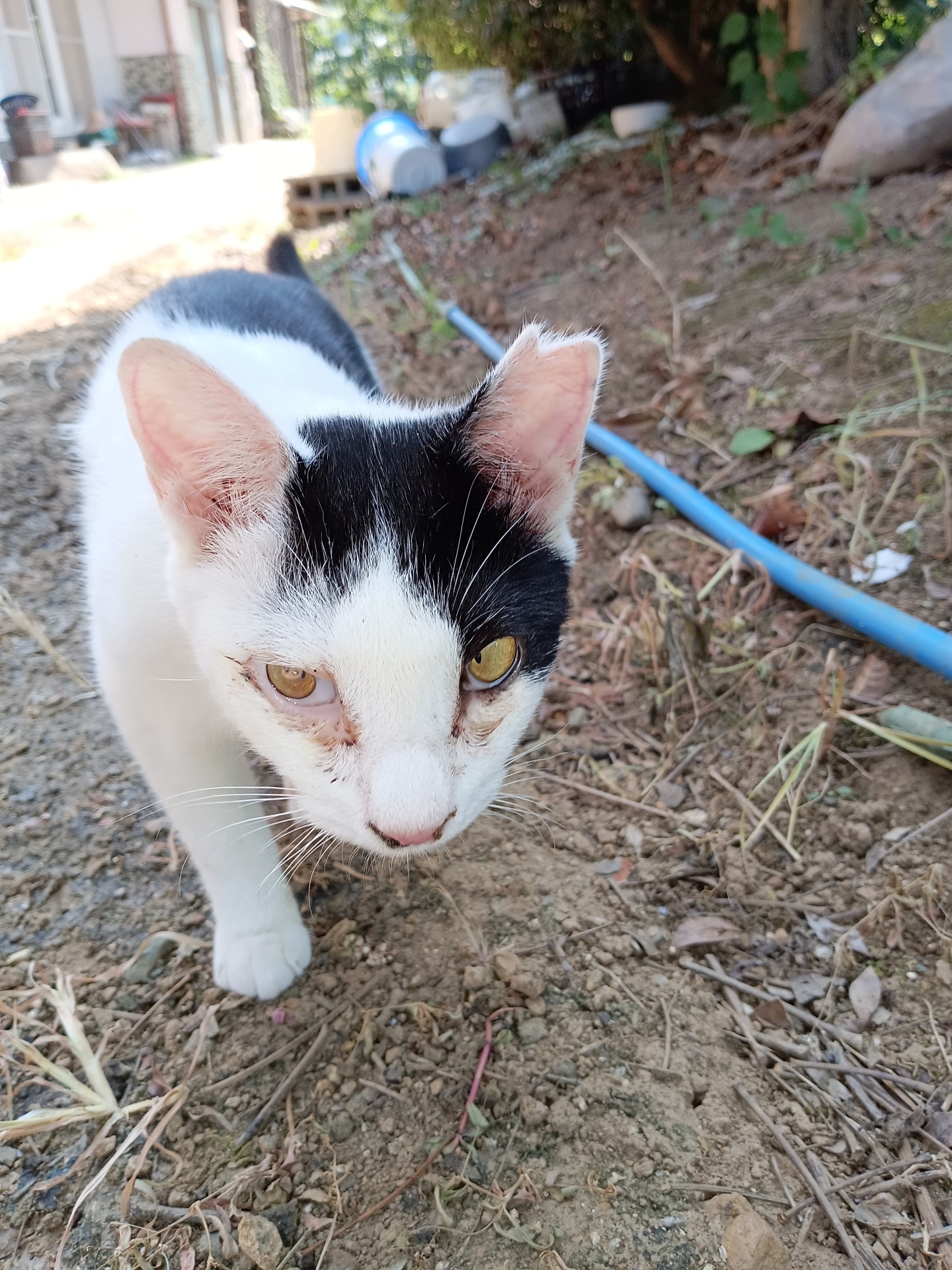 チビちゃん