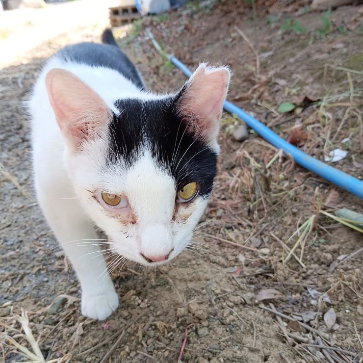 チビちゃん