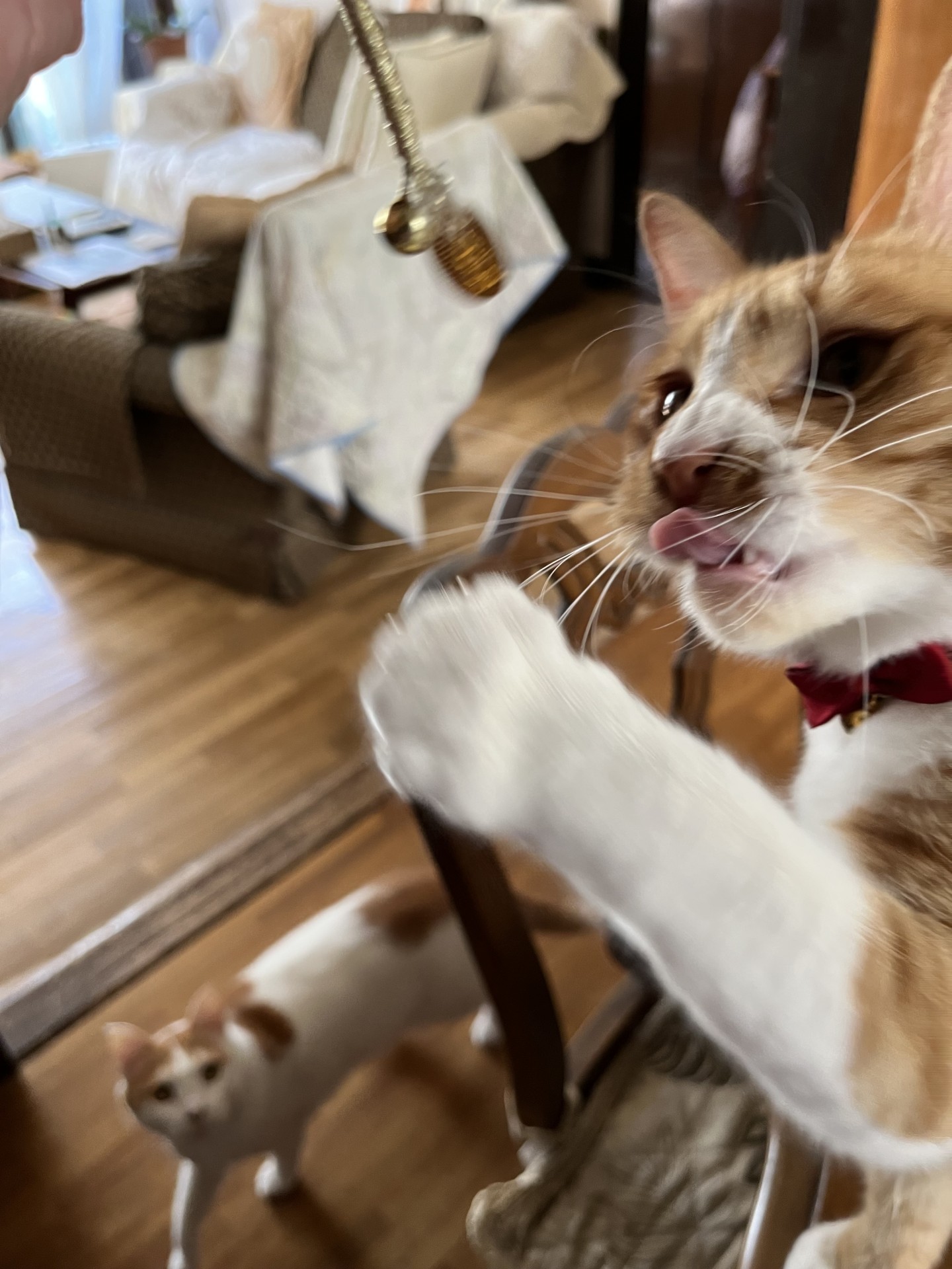 猫に小判にゃ